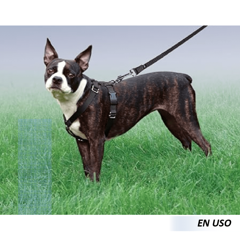 Collar y Correa para Perros - Imagen 5