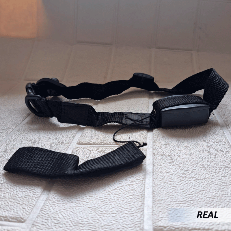 Collar y Correa para Perros - Imagen 3